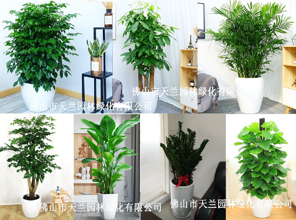 佛山花卉、綠植、盆栽、植物出租