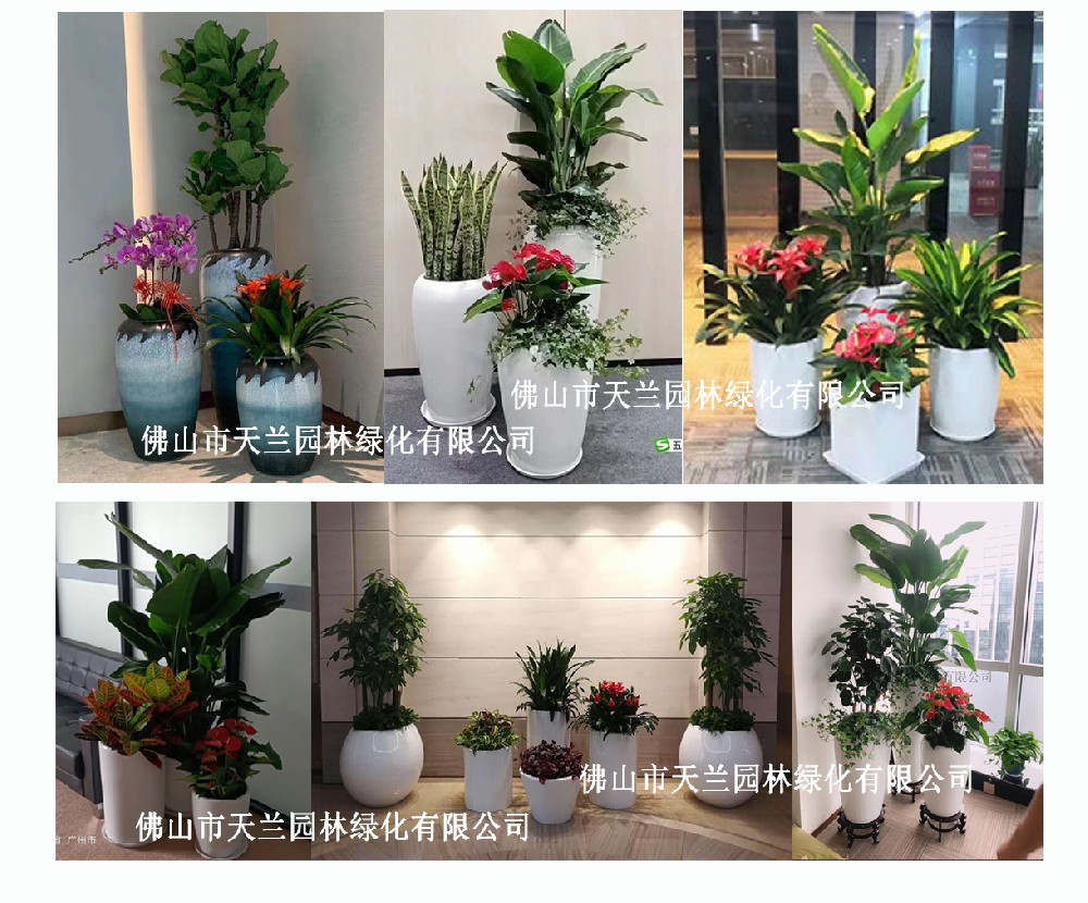 佛山花卉、綠植、盆栽、植物租賃