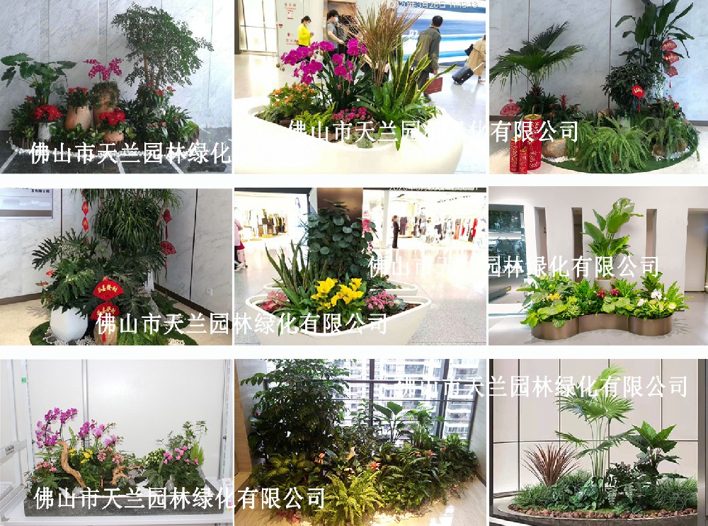 佛山租賃綠植、花卉